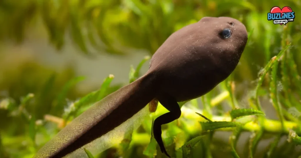 Are You A Tadpole