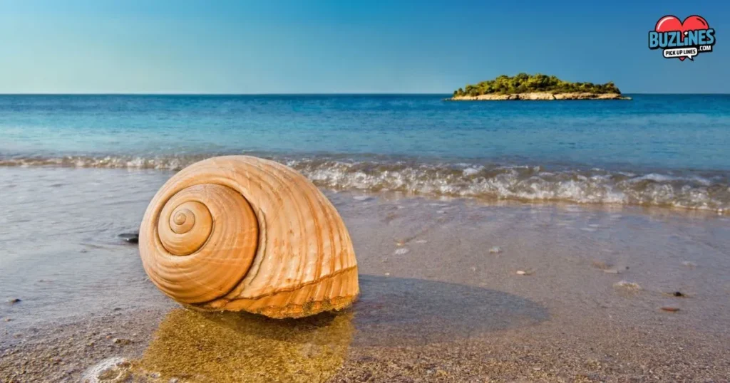 You Must Be A Seashell