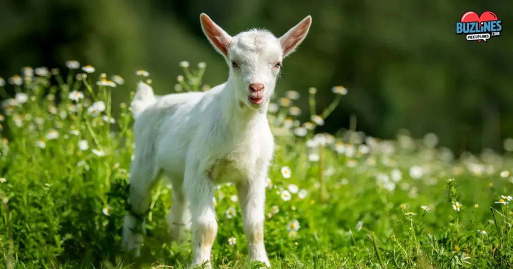 Best Goat Pick Up Lines And Rizz List