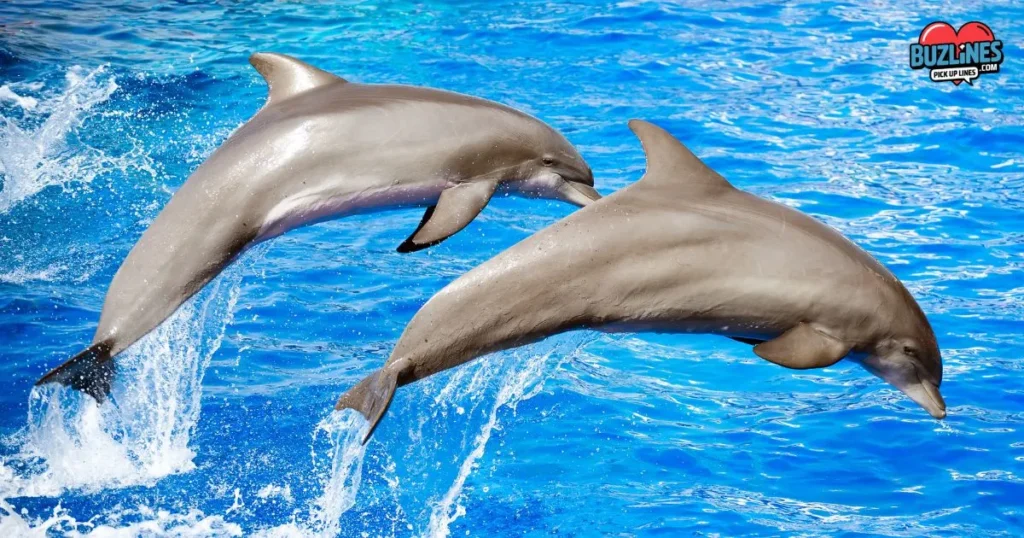 Dolphin Pick Up Lines