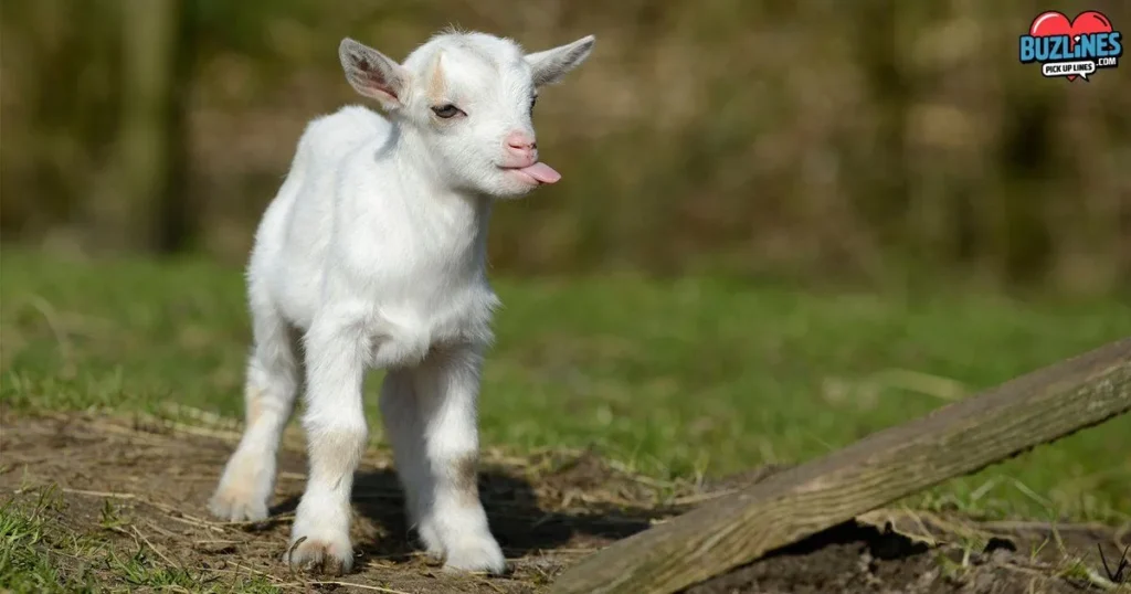 Funny Goat Pick Up Lines