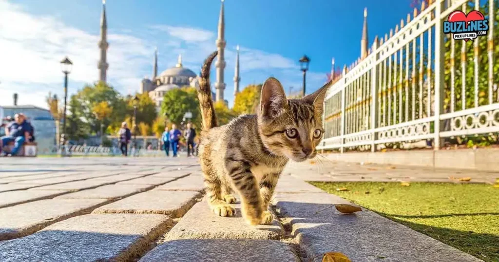 Funny Istanbul Pick Up Lines