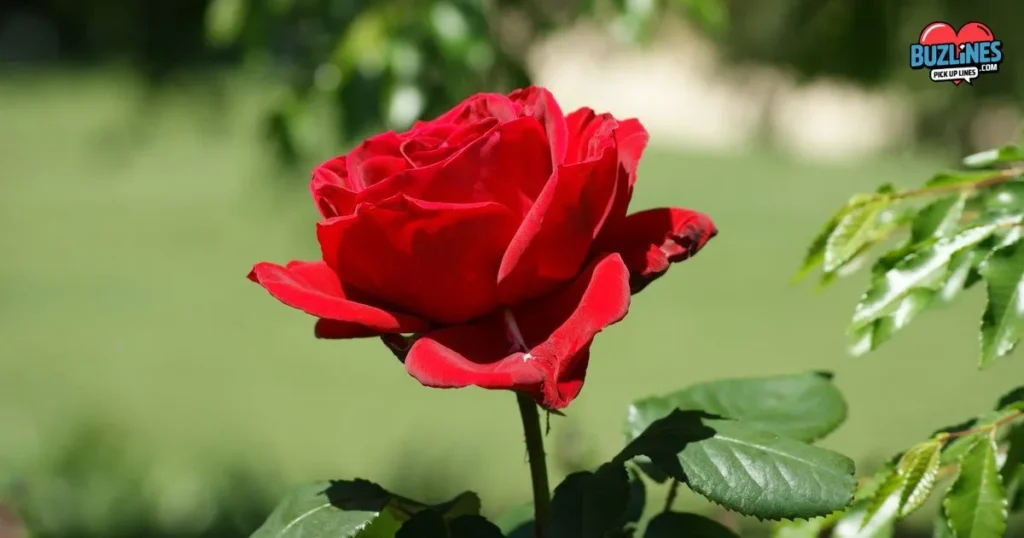 Just Like A Red Rose