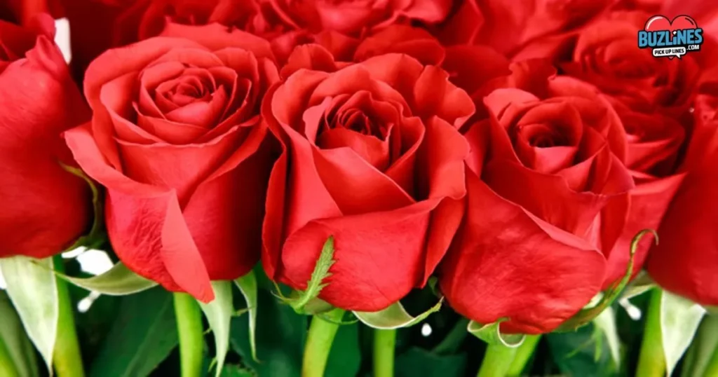 Roses Are Red