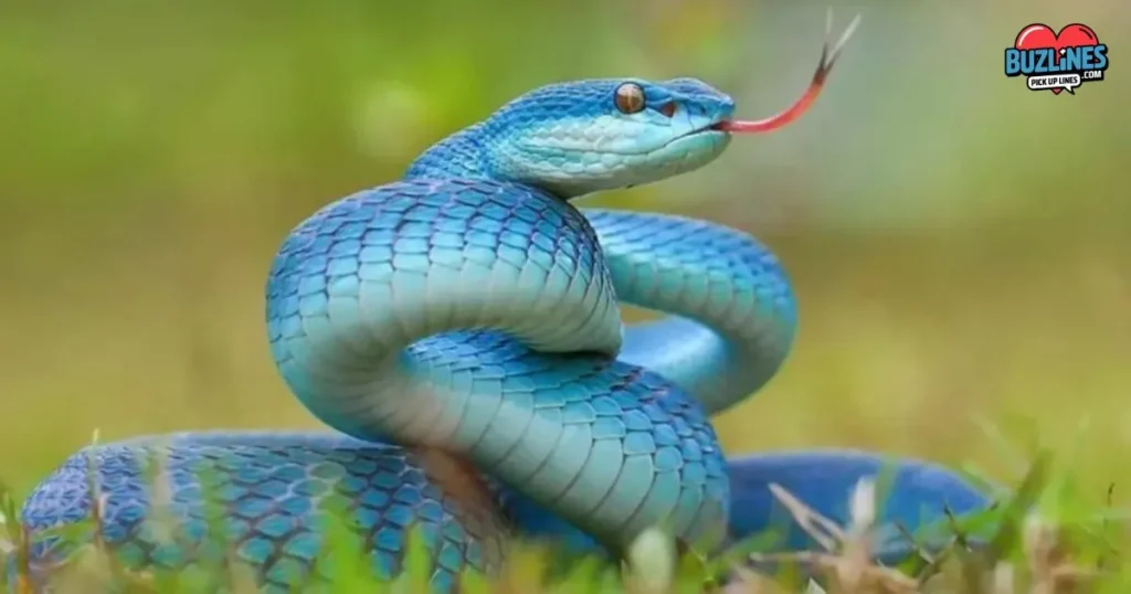 Snake Pick Up Lines