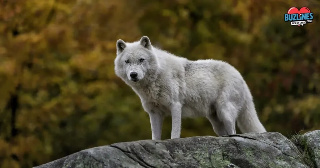 Wolf Pick Up Lines