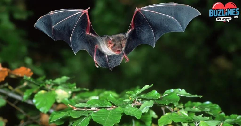 Bat Pick Up Lines