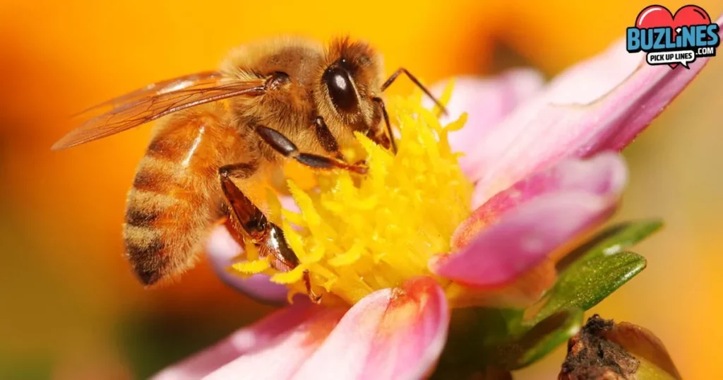 Bee Pick Up Lines